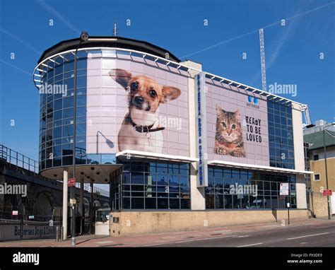 battersea cats home lottery|Battersea Dogs & Cats Home.